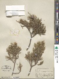 Juniperus deppeana image