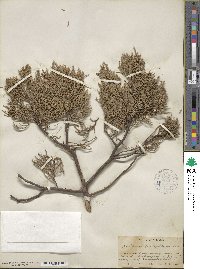 Juniperus deppeana image