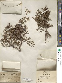 Juniperus deppeana image