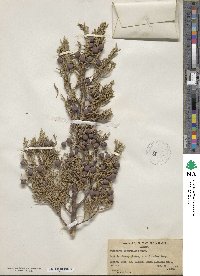 Juniperus deppeana image