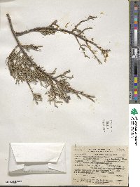 Juniperus deppeana image