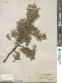 Juniperus deppeana image