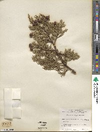 Juniperus deppeana image