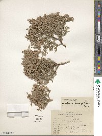 Juniperus deppeana image