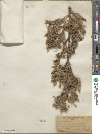 Juniperus deppeana image