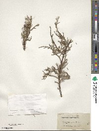 Juniperus deppeana image