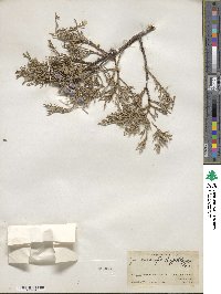 Juniperus deppeana image