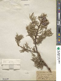 Juniperus deppeana image