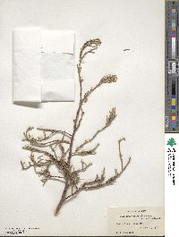 Juniperus deppeana image