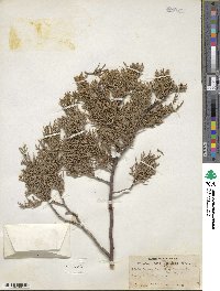 Juniperus deppeana image