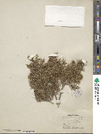 Juniperus foetidissima image