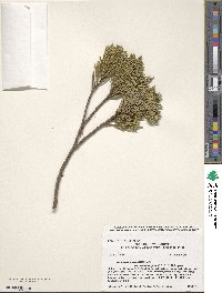 Juniperus occidentalis var. australis image