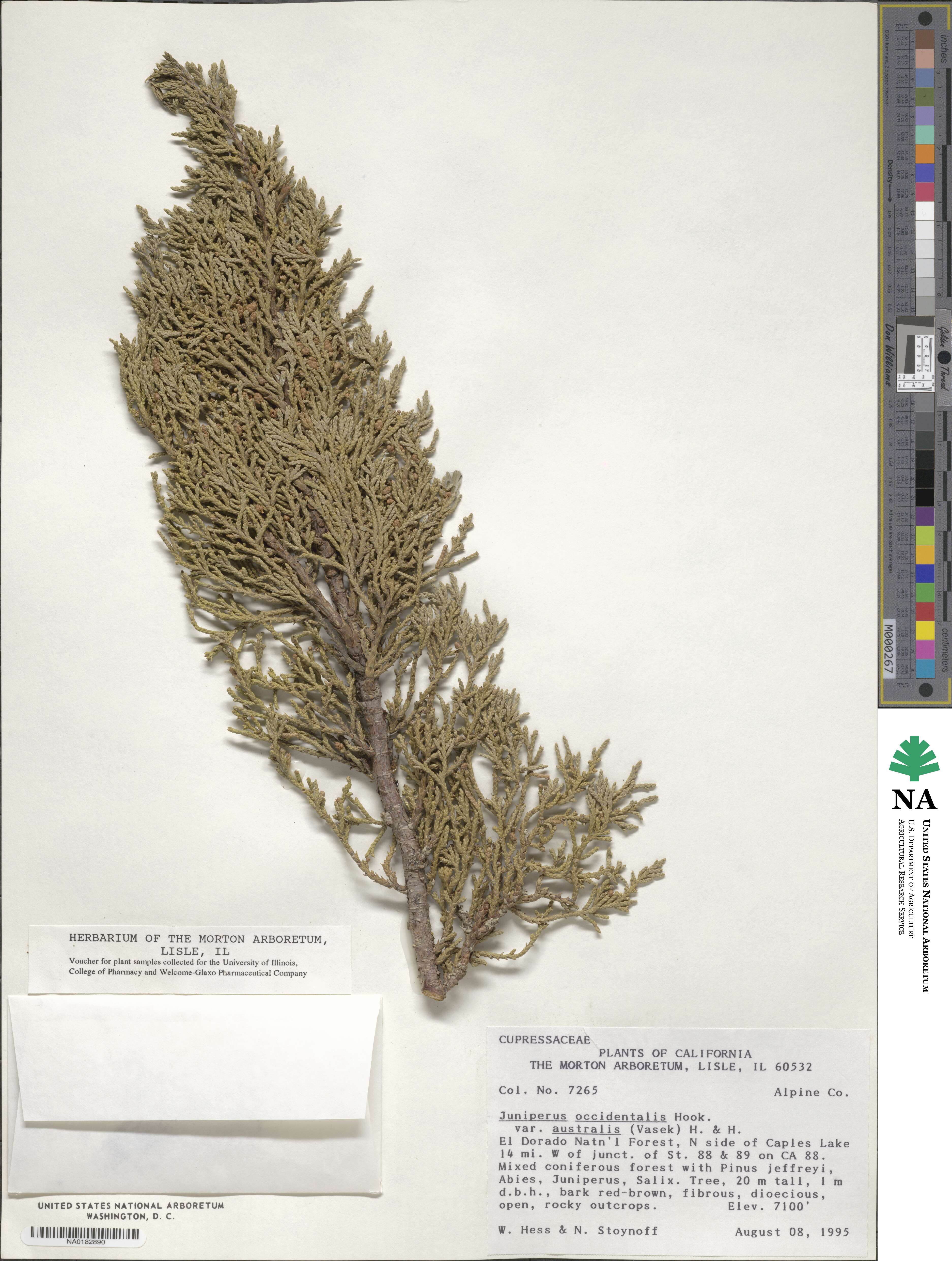 Juniperus occidentalis var. australis image