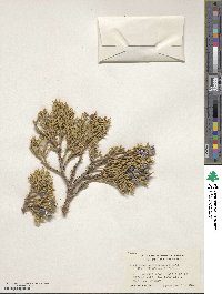 Juniperus occidentalis image