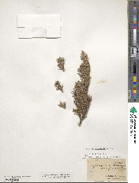 Juniperus horizontalis image