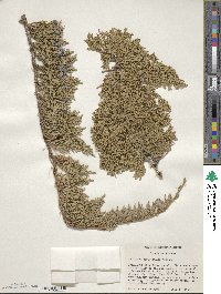 Juniperus horizontalis image