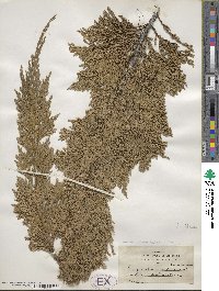 Juniperus horizontalis image