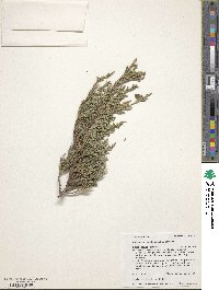 Juniperus horizontalis image