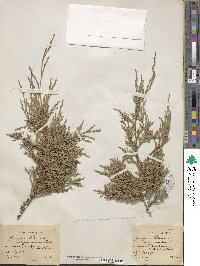 Juniperus horizontalis image