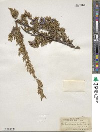 Juniperus horizontalis image