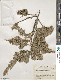 Juniperus horizontalis image