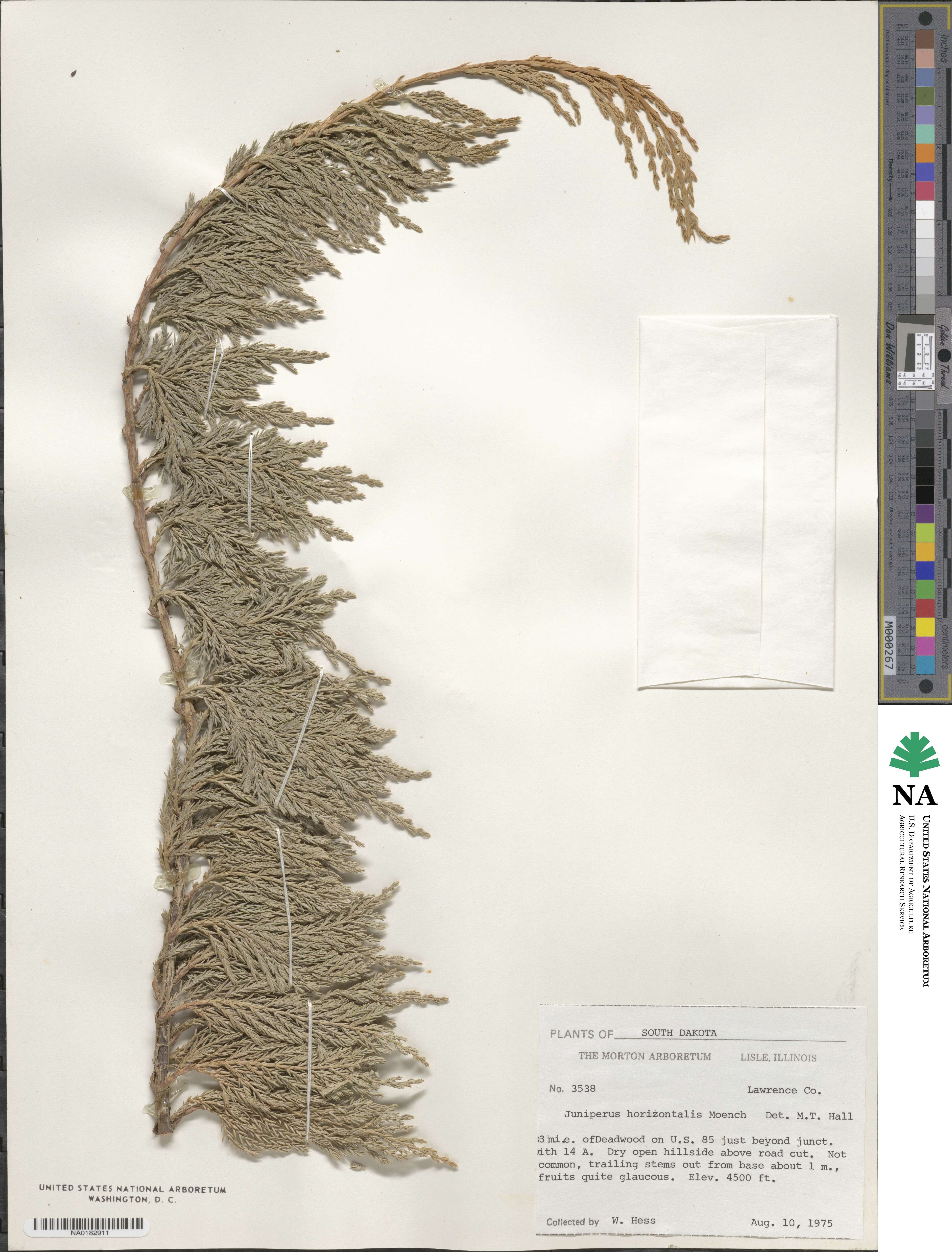 Juniperus horizontalis image