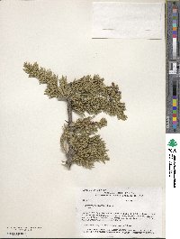 Juniperus horizontalis image