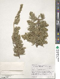 Juniperus horizontalis image