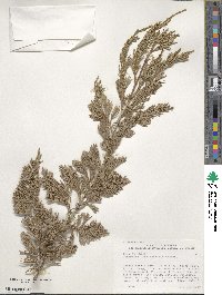 Juniperus horizontalis image