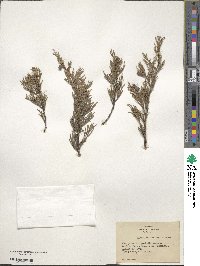 Juniperus horizontalis image