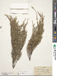 Juniperus horizontalis image