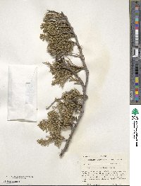 Juniperus horizontalis image