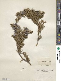 Juniperus horizontalis image