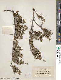 Juniperus horizontalis image