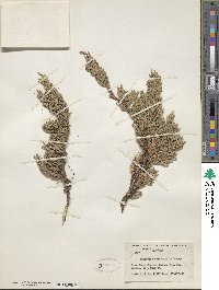 Juniperus horizontalis image