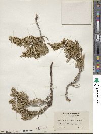 Juniperus horizontalis image