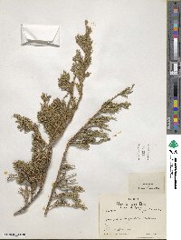 Juniperus horizontalis image