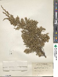 Juniperus horizontalis image