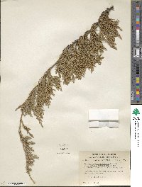 Juniperus horizontalis image