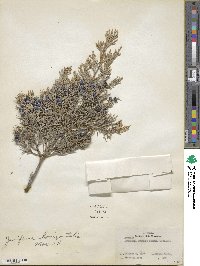 Juniperus horizontalis image