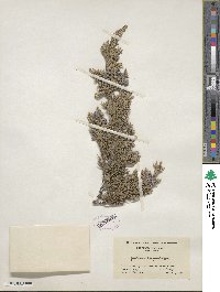 Juniperus horizontalis image