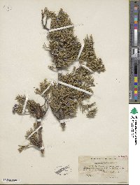 Juniperus horizontalis image