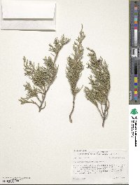 Juniperus horizontalis image