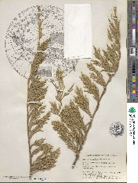 Juniperus horizontalis image