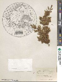 Juniperus horizontalis image