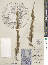 Juniperus horizontalis image