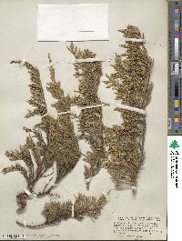 Juniperus horizontalis image