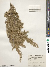 Juniperus horizontalis image