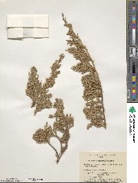 Juniperus horizontalis image