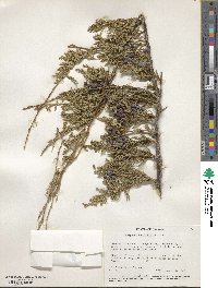 Juniperus horizontalis image